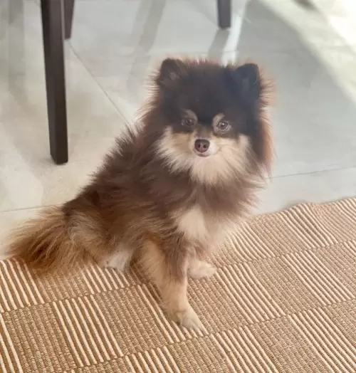 Nossos Cães Adultos