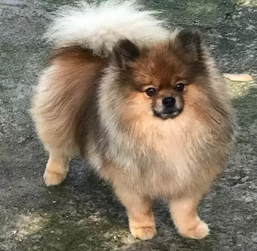Nossos Cães Adultos