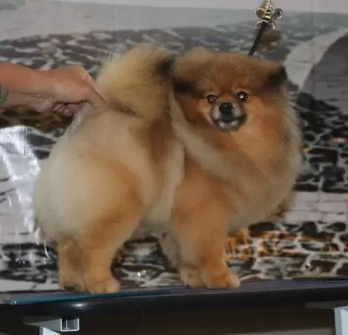 Nossos Cães Adultos