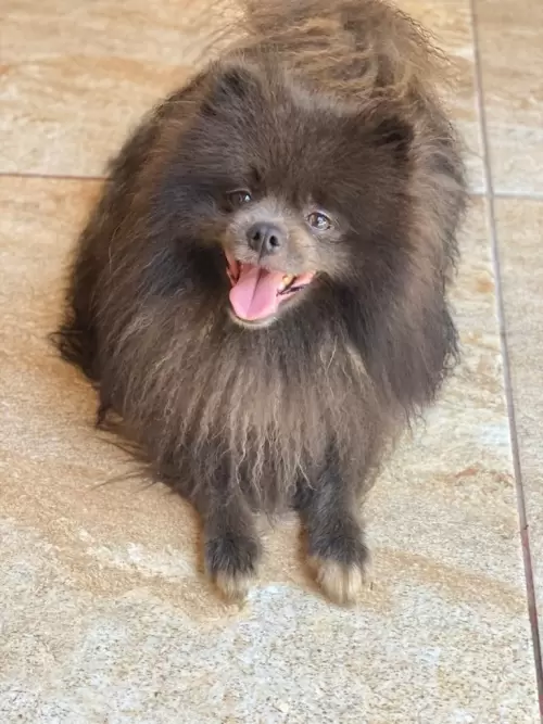 Nossos Cães Adultos