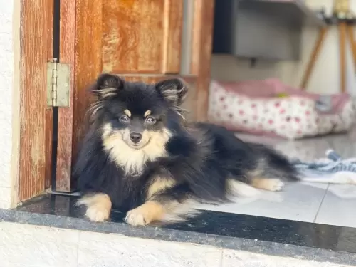 Nossos Cães Adultos