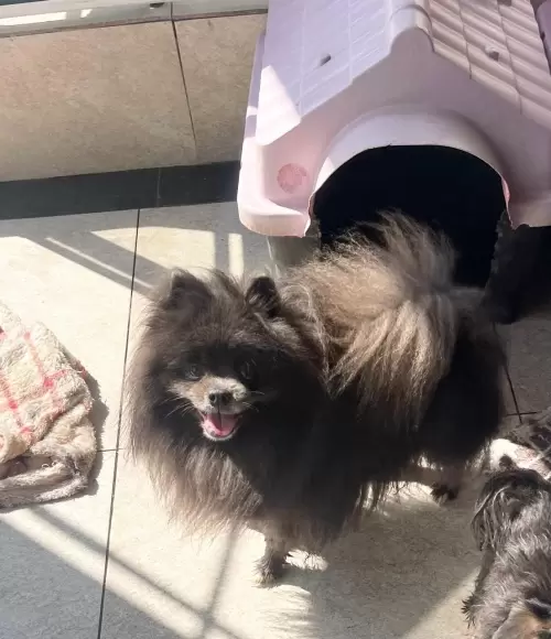 Nossos Cães Adultos