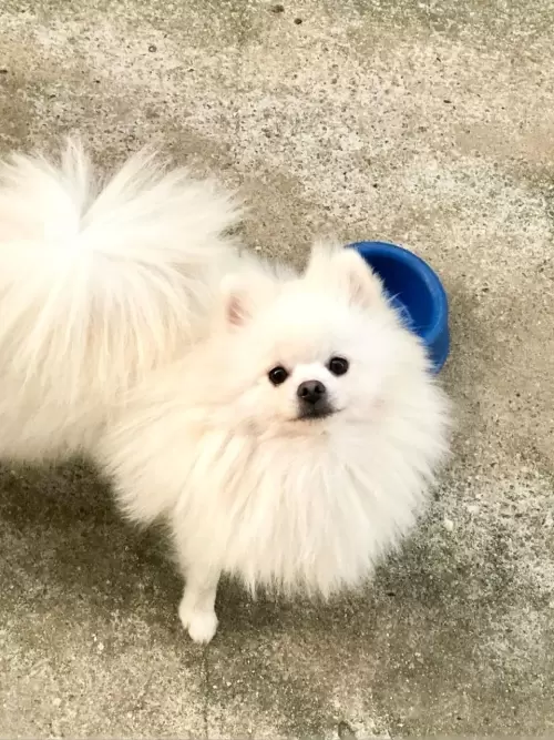 Nossos Cães Adultos