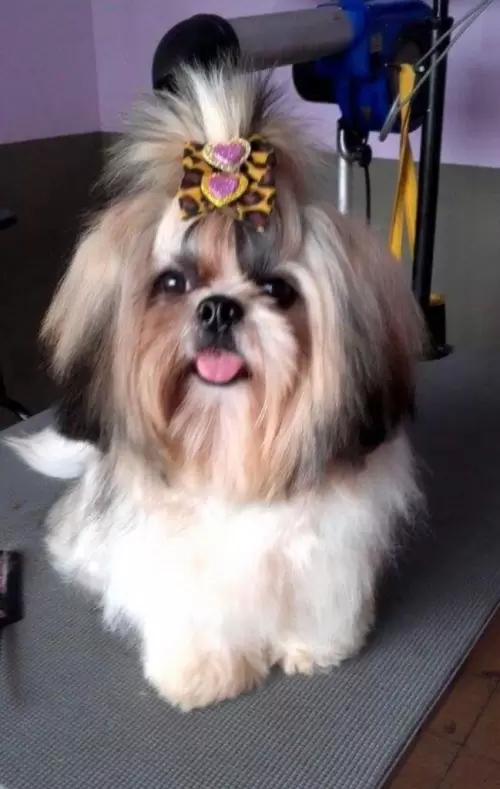 Nossos Cães Adultos
