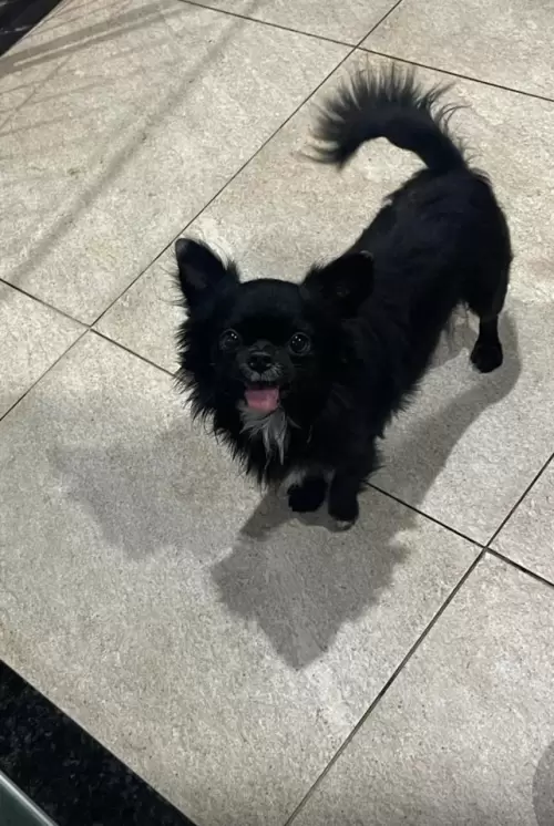 Nossos Cães Adultos