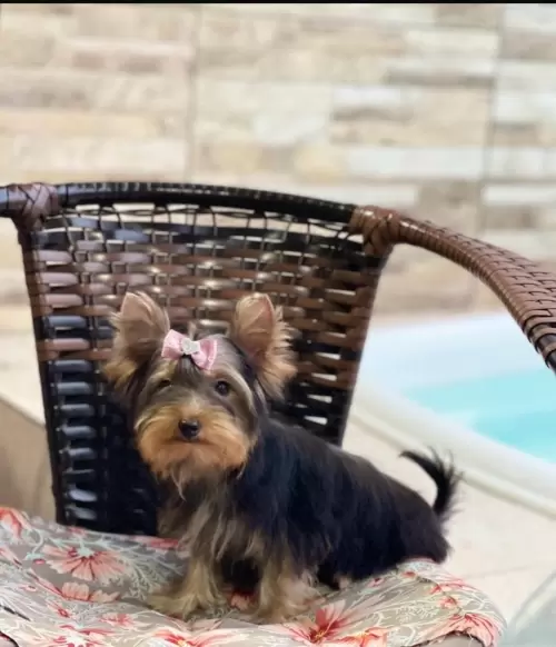 Nossos Cães Adultos