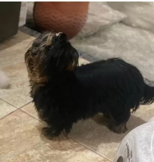Nossos Cães Adultos