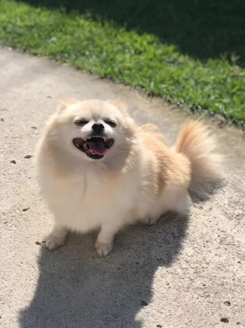 Nossos Cães Adultos