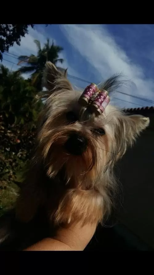 Nossos Cães Adultos