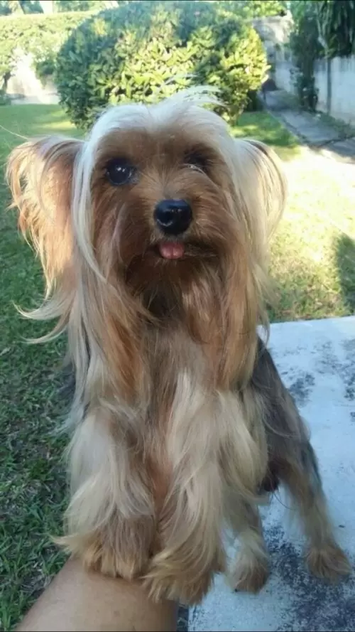 Nossos Cães Adultos