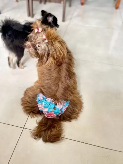 Nossos Cães Adultos