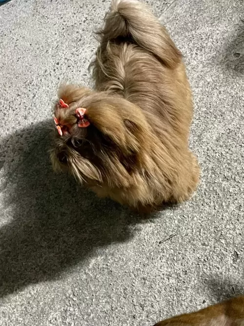 Nossos Cães Adultos