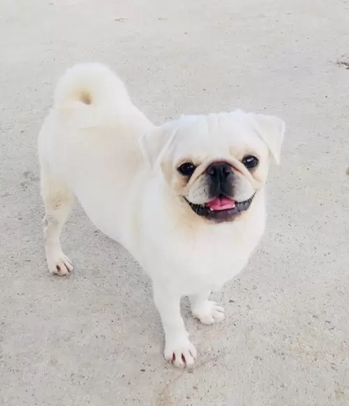 Nossos Cães Adultos