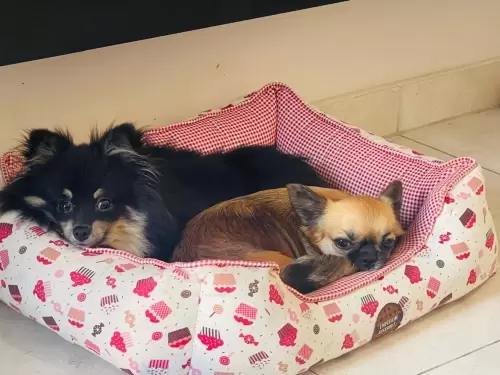 Nossos Cães Adultos