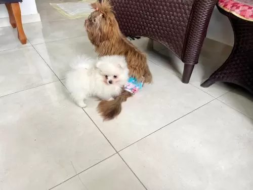 Nossos Cães Adultos