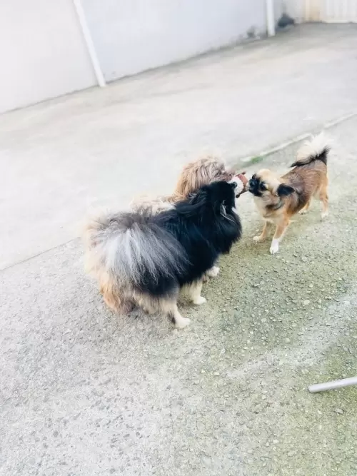 Nossos Cães Adultos