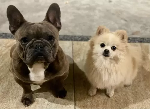 Nossos Cães Adultos