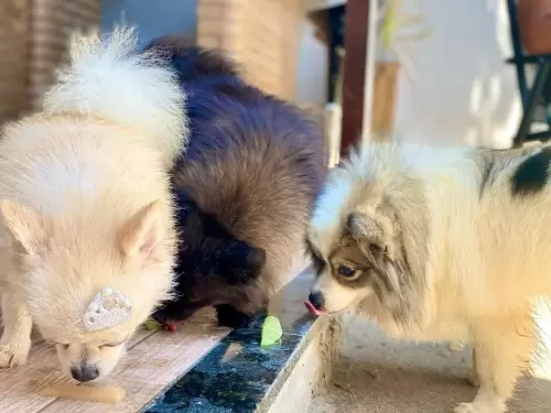 Nossos Cães Adultos