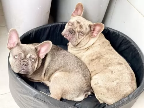 Nossos Cães Adultos
