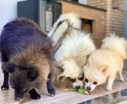 Nossos Cães Adultos