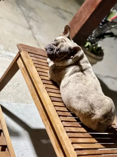 Nossos Cães Adultos