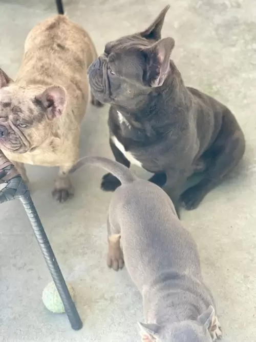 Nossos Cães Adultos