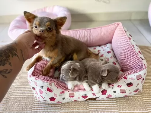 Nossos Cães Adultos