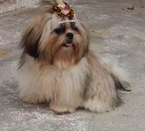Nossos Cães Adultos