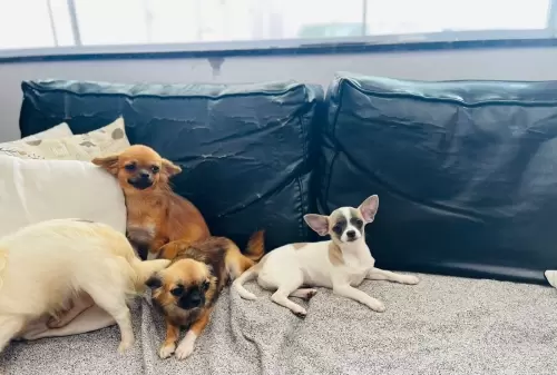 Nossos Cães Adultos