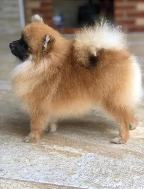 Nossos Cães Adultos