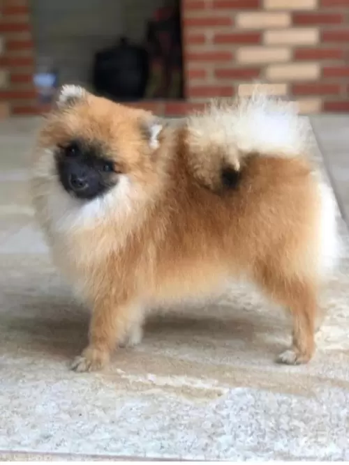 Nossos Cães Adultos