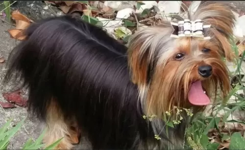 Nossos Cães Adultos
