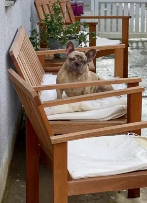 Nossos Cães Adultos