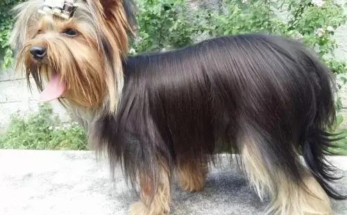 Nossos Cães Adultos