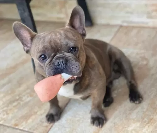 Nossos Cães Adultos
