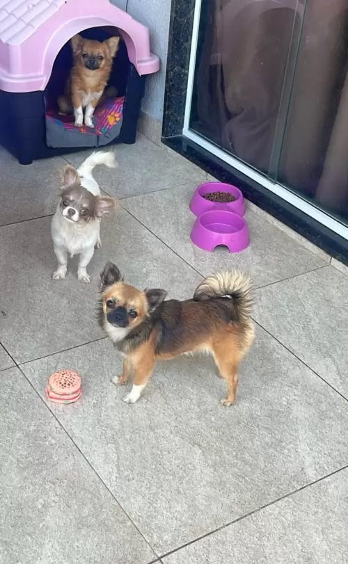 Nossos Cães Adultos