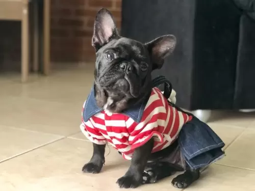 Nossos Cães Adultos