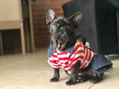 Nossos Cães Adultos