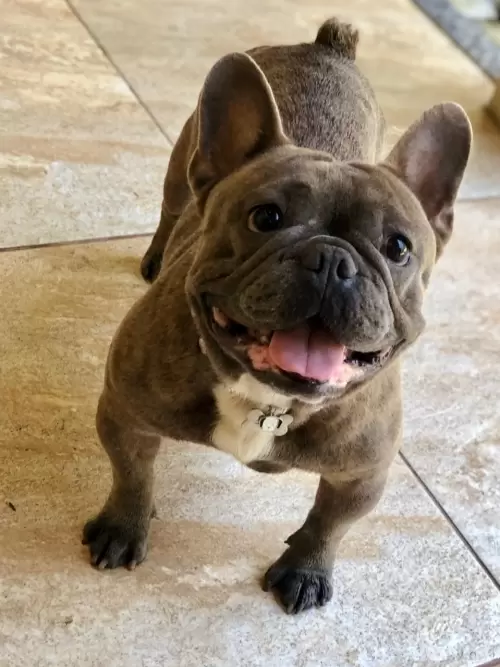 Nossos Cães Adultos