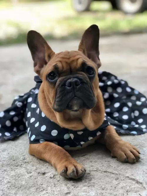 Nossos Cães Adultos