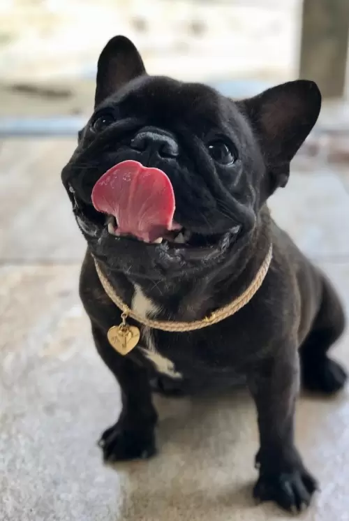 Nossos Cães Adultos