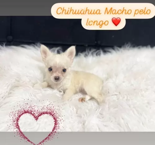 Filhotes Disponíveis