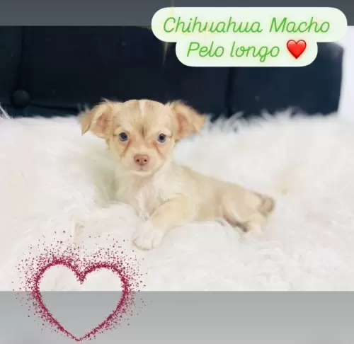 Filhotes Disponíveis