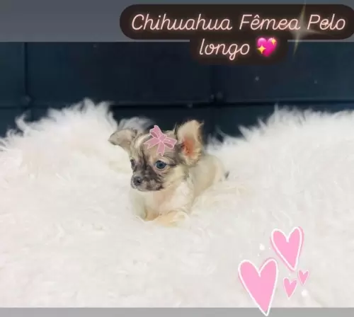 Filhotes Disponíveis