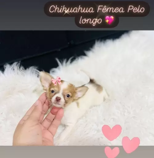 Filhotes Disponíveis